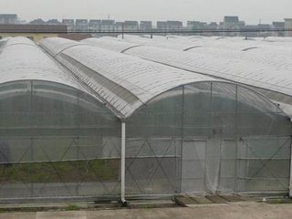 连栋大棚建设
